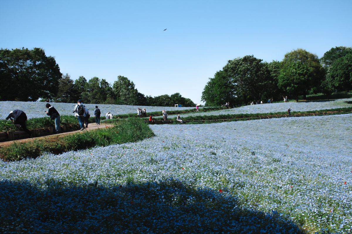 昭和記念公園　モネフィラ